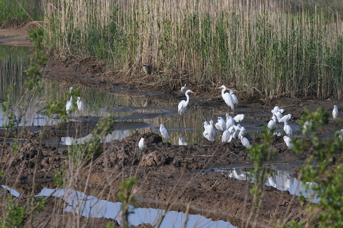 Snowy Egret - ML600643281