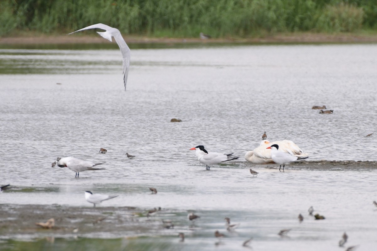 American White Pelican - ML600643621