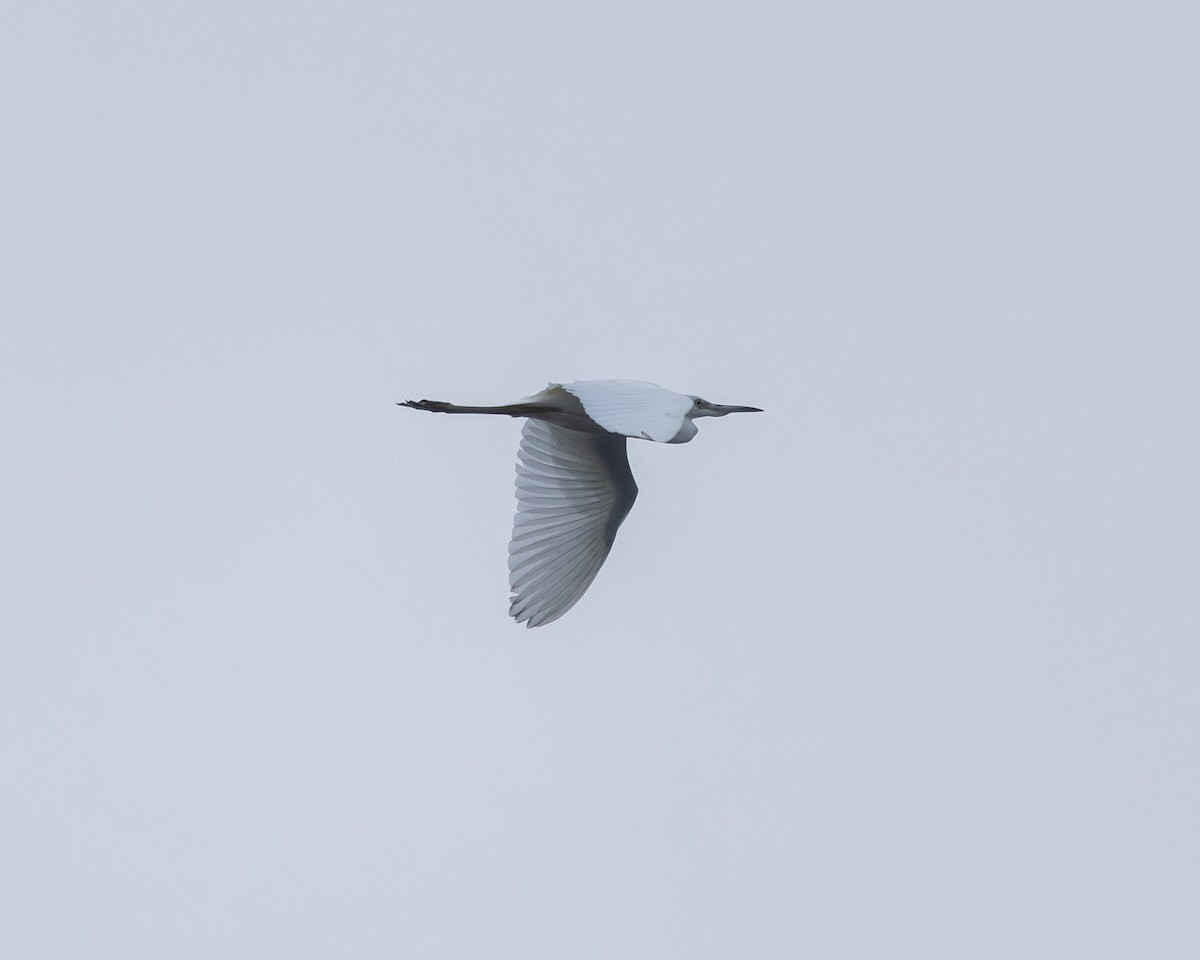 Little Blue Heron - Jim Schill