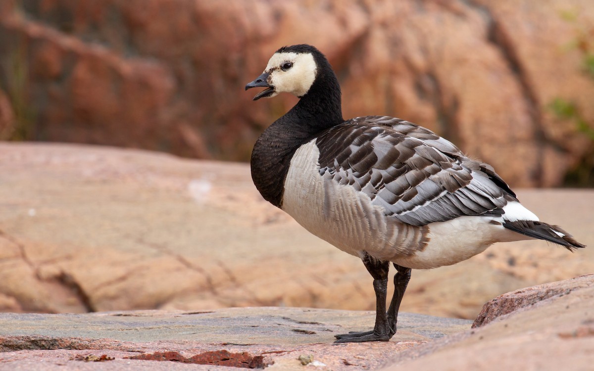 Barnacle Goose - ML600645811