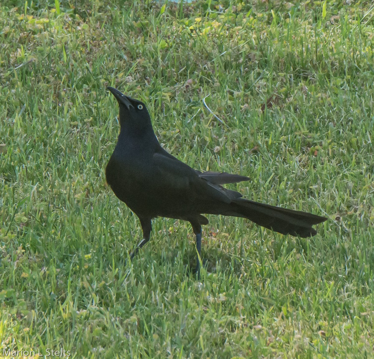 Great-tailed Grackle - Marion Stelts