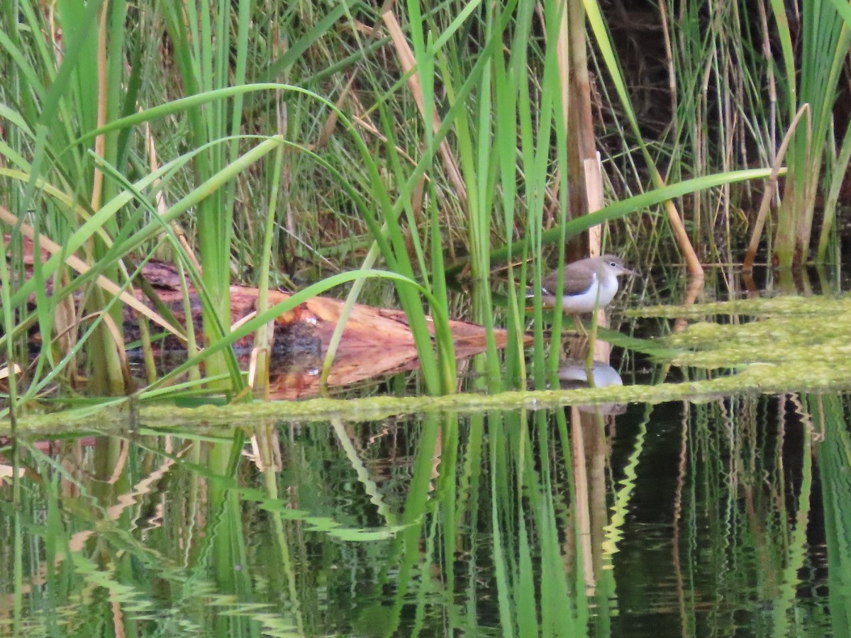 Spotted Sandpiper - ML600647281