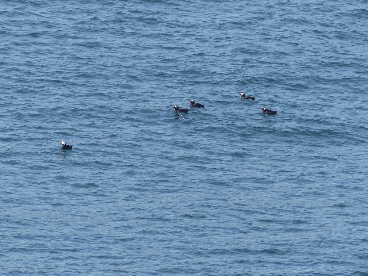 Tufted Puffin - Carolyn Wilcox