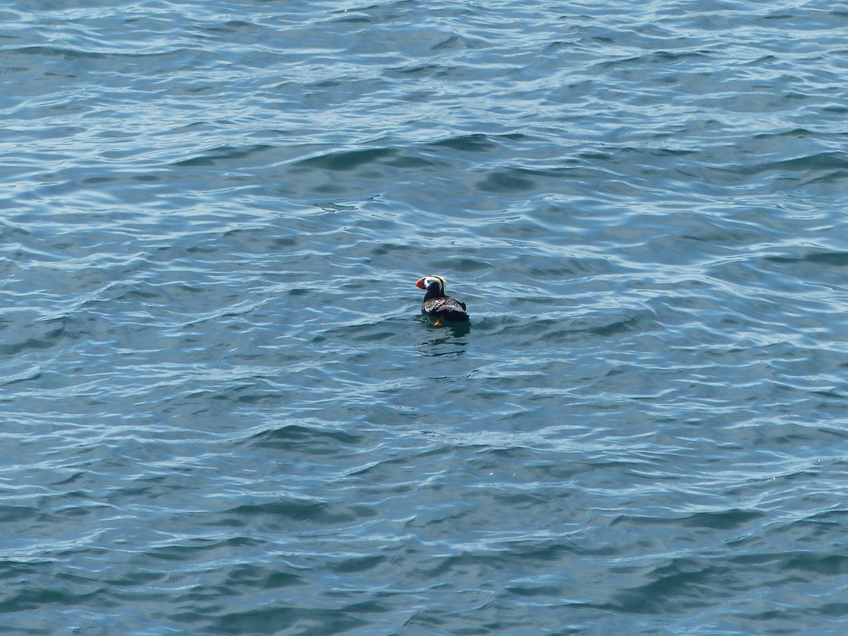 Tufted Puffin - ML600647351