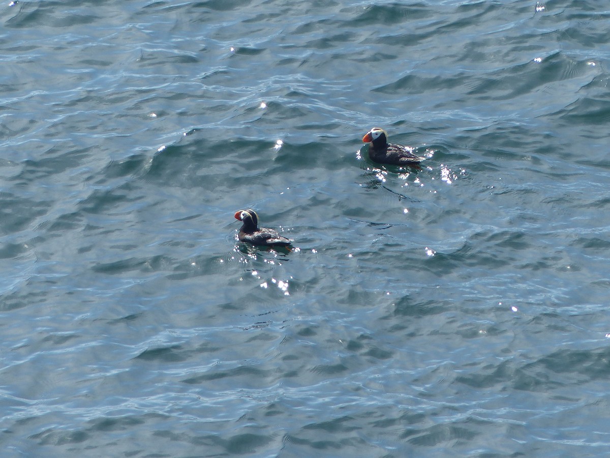 Tufted Puffin - ML600647381