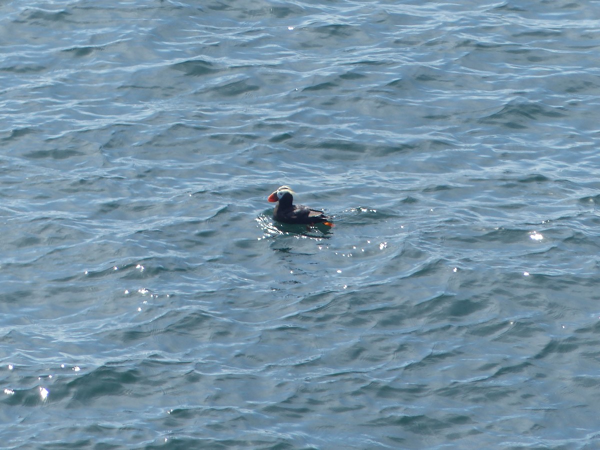 Tufted Puffin - ML600647411