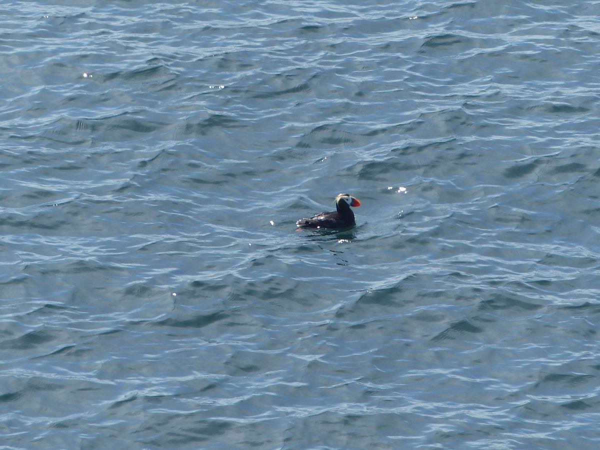 Tufted Puffin - ML600647441