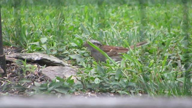 White-throated Sparrow - ML600647581