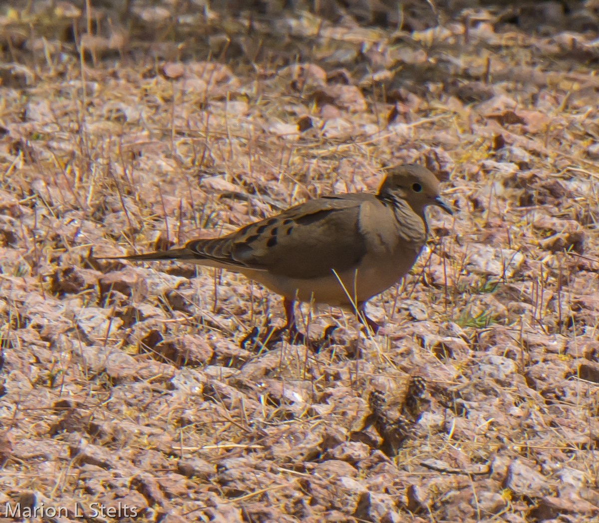 Mourning Dove - Marion Stelts