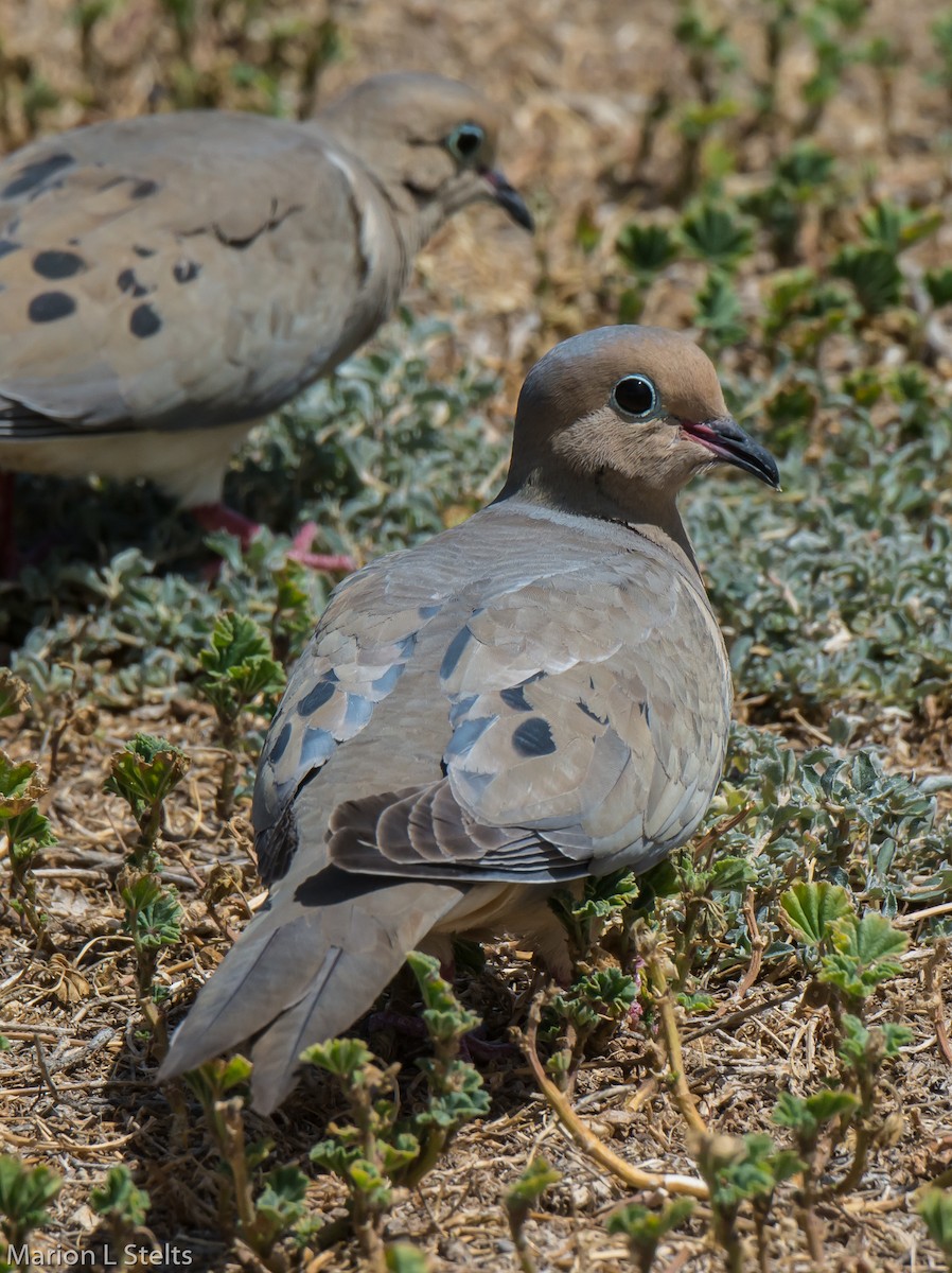 Mourning Dove - Marion Stelts