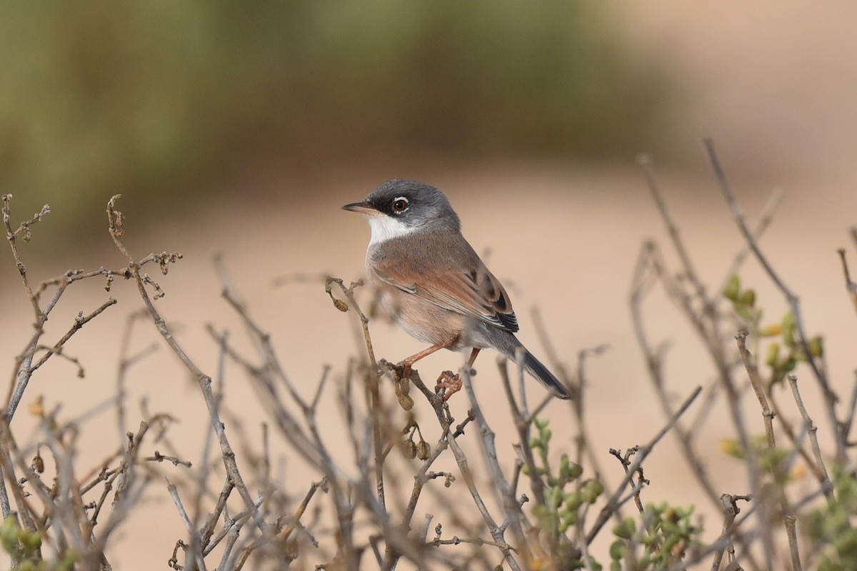 Spectacled Warbler - ML600649331