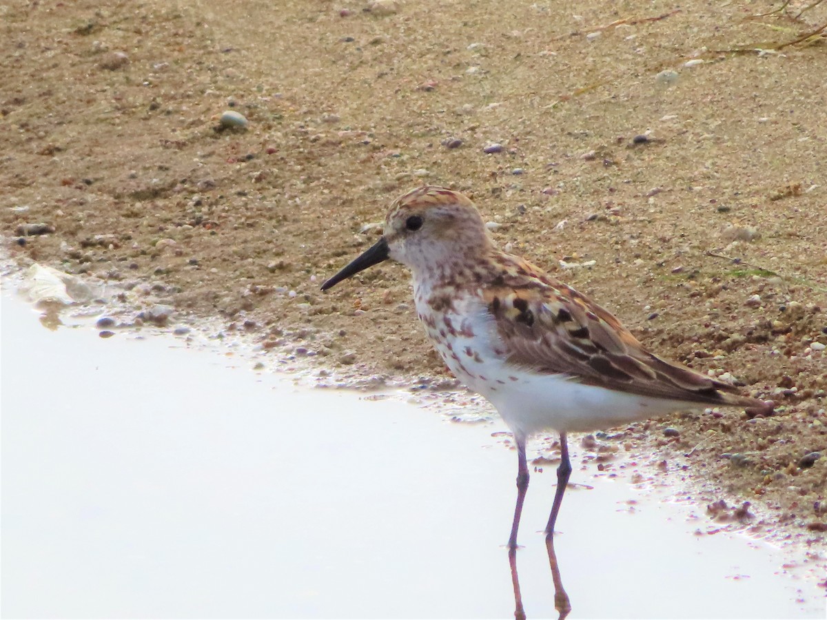 Western Sandpiper - Shane Patterson