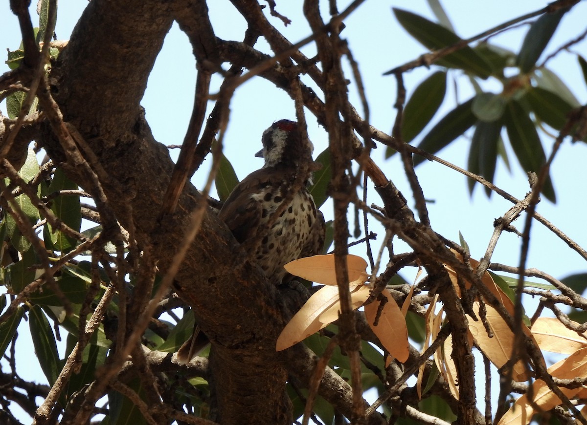 Arizona Woodpecker - ML600649951