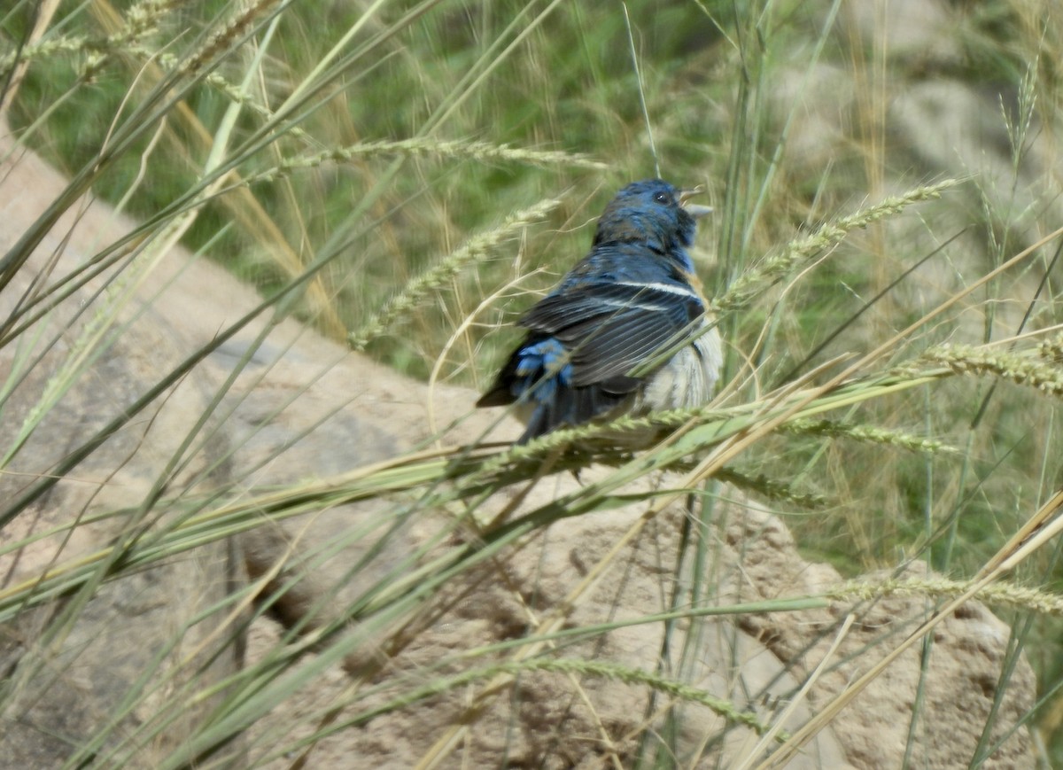 Lazuli Bunting - ML600649981