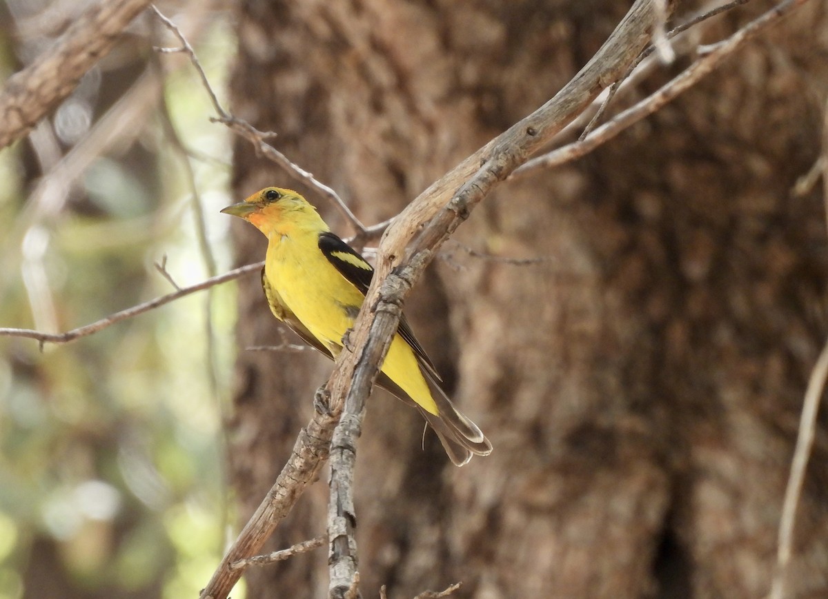 Western Tanager - ML600650011