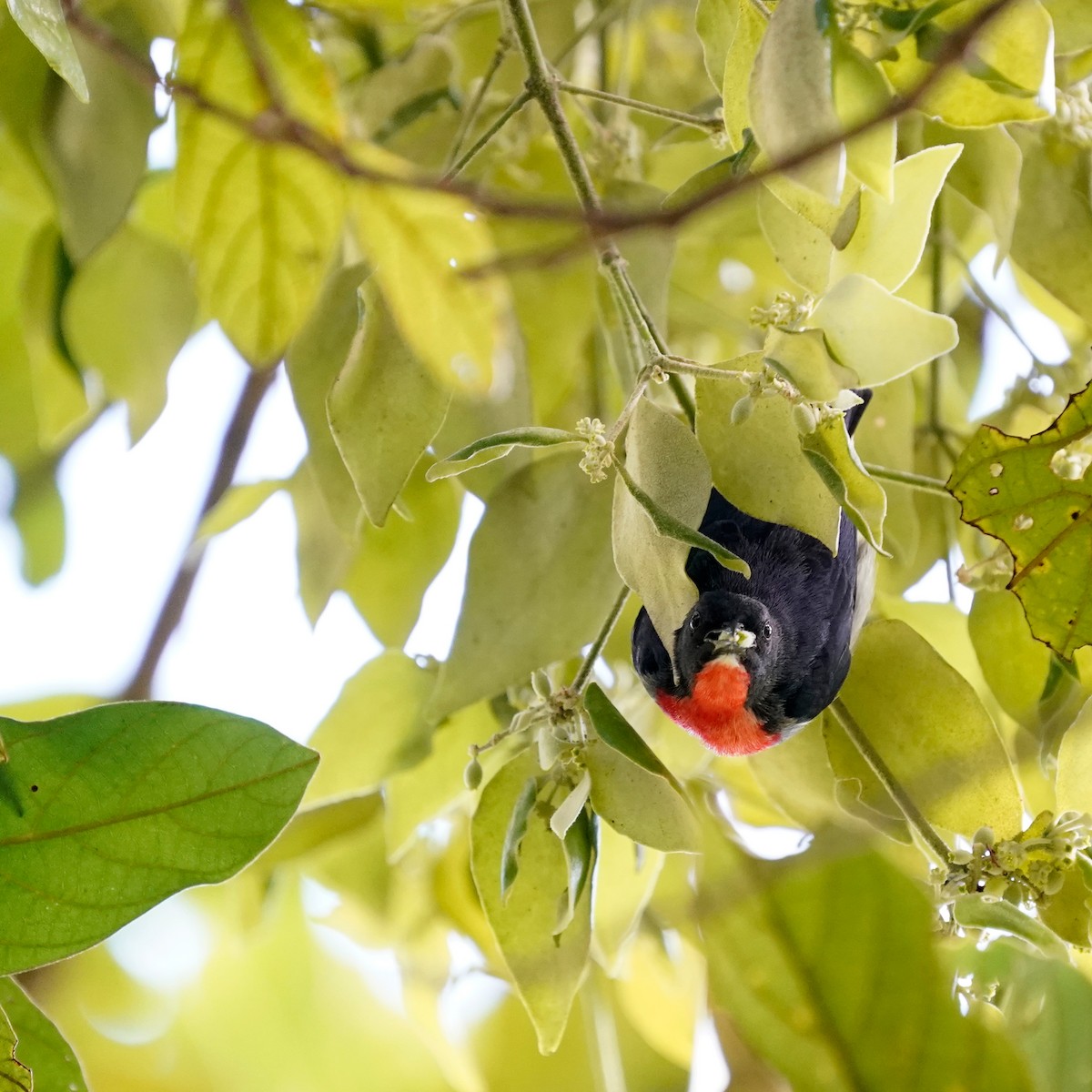 Mistletoebird - ML600650061