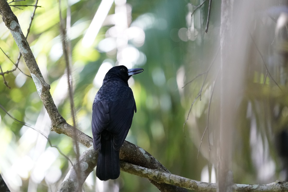 Black Butcherbird - Matt Hoecherl