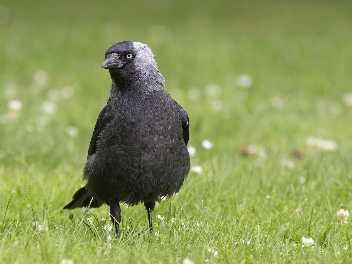 Eurasian Jackdaw - ML600650261