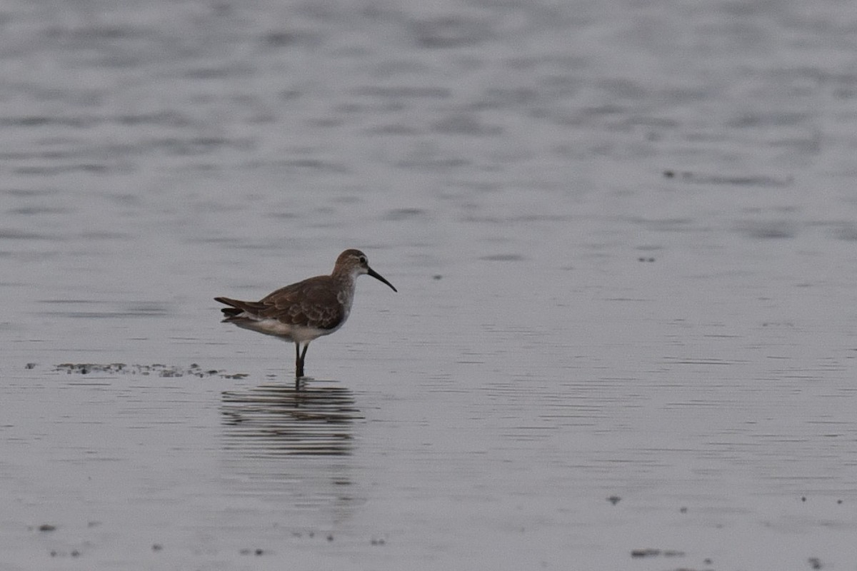 Curlew Sandpiper - ML600650661