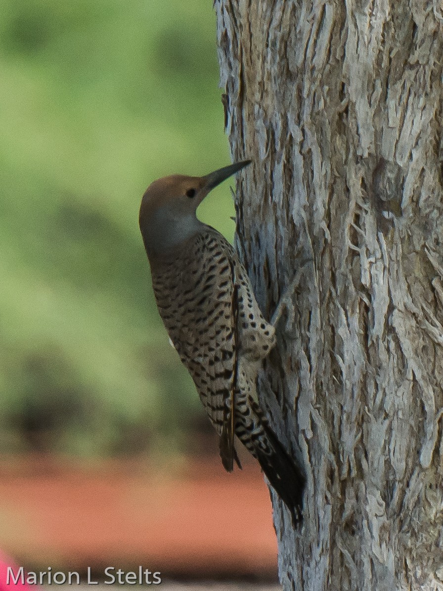 Northern/Gilded Flicker - ML60065081