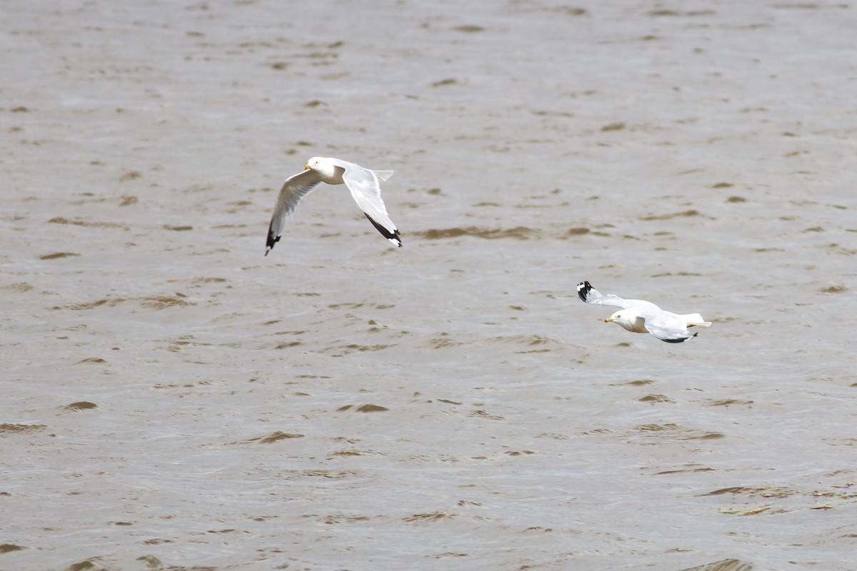 Ring-billed Gull - ML600651251