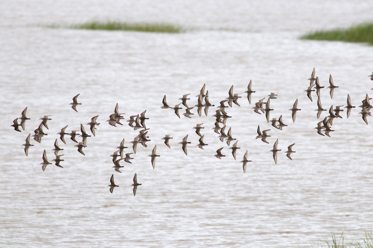 Semipalmated Sandpiper - ML600651271