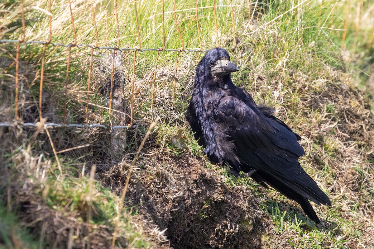 Rook - Philipp Boersch-Supan