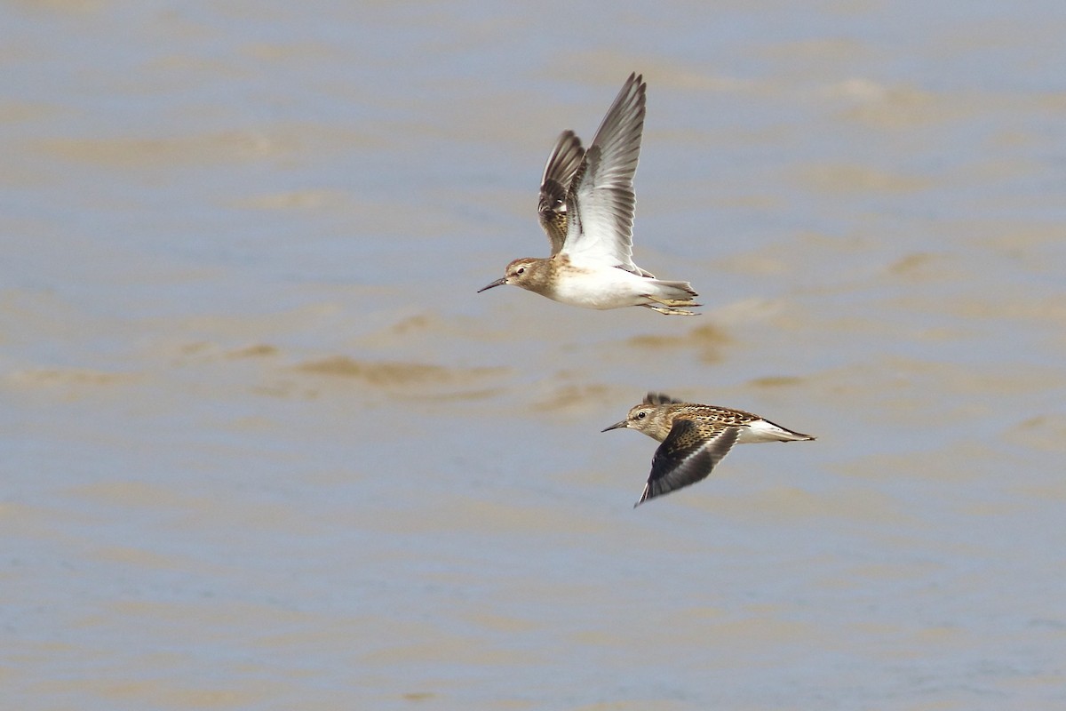 Least Sandpiper - George Forsyth