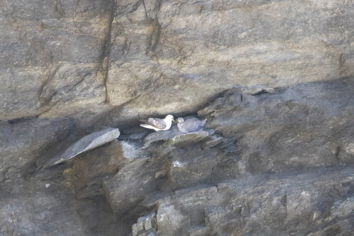 Northern Fulmar - Philipp Boersch-Supan