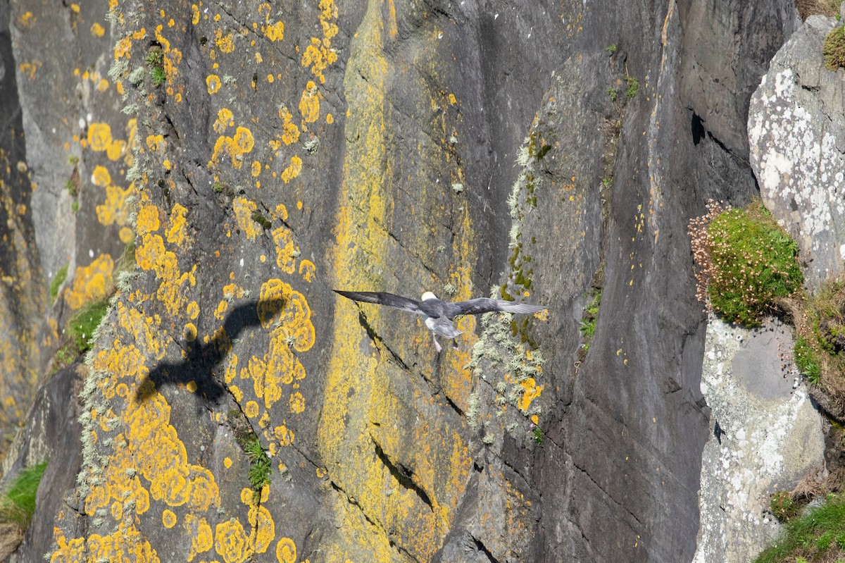 Northern Fulmar - Philipp Boersch-Supan