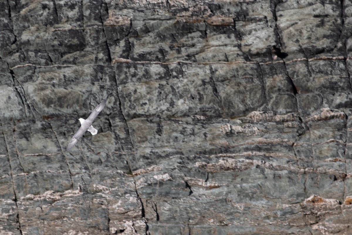 Northern Fulmar - Philipp Boersch-Supan