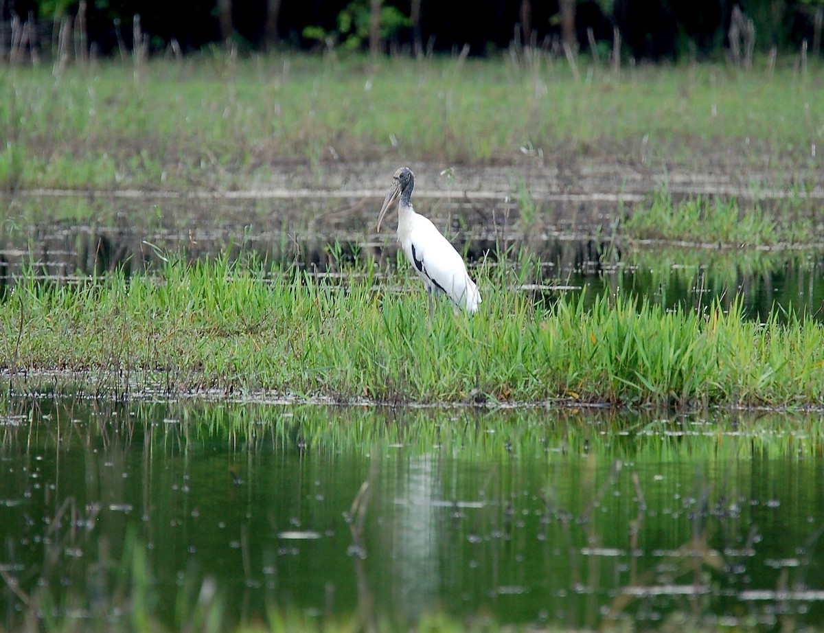 Wood Stork - ML60065281