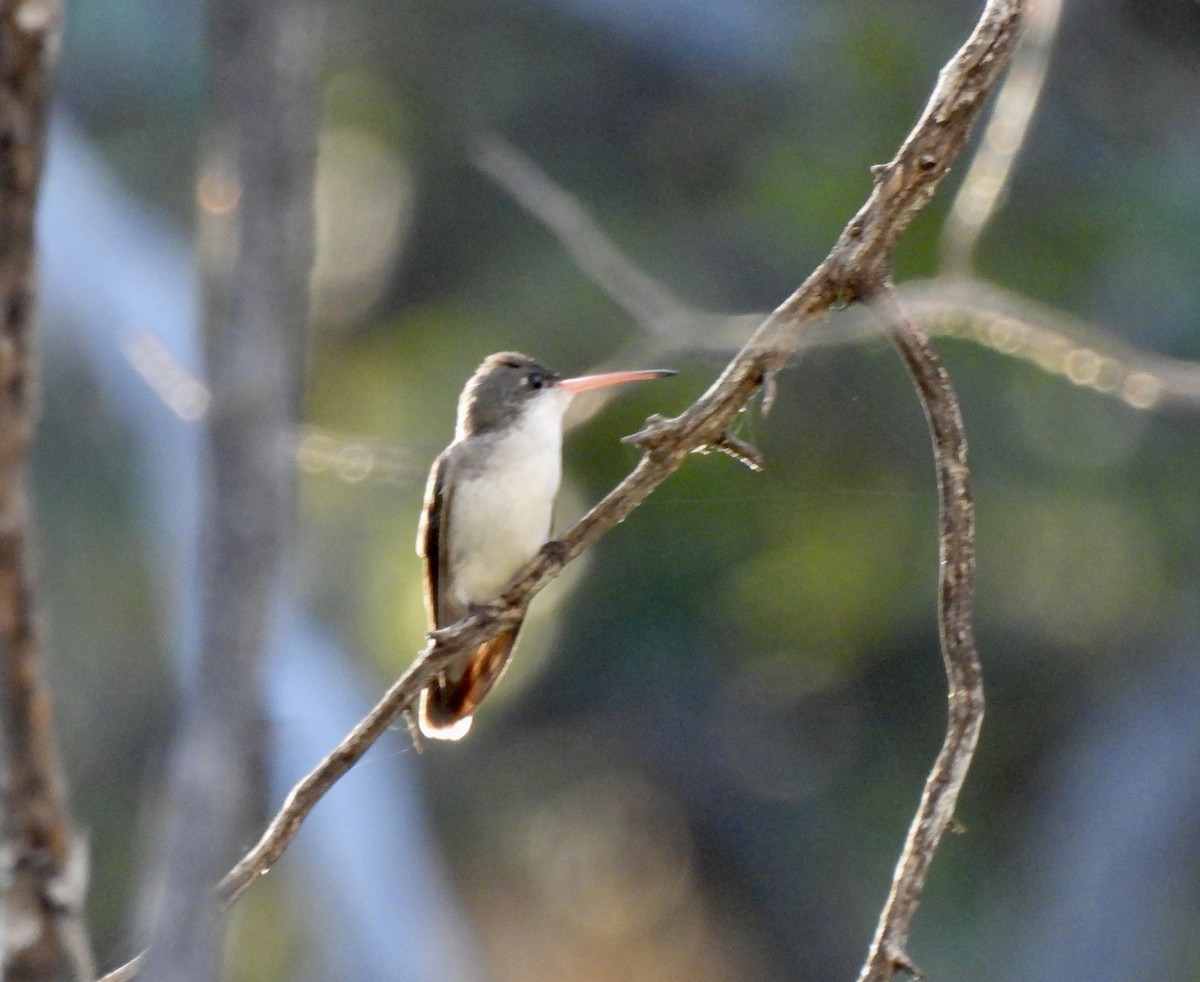 Violet-crowned Hummingbird - ML600652981