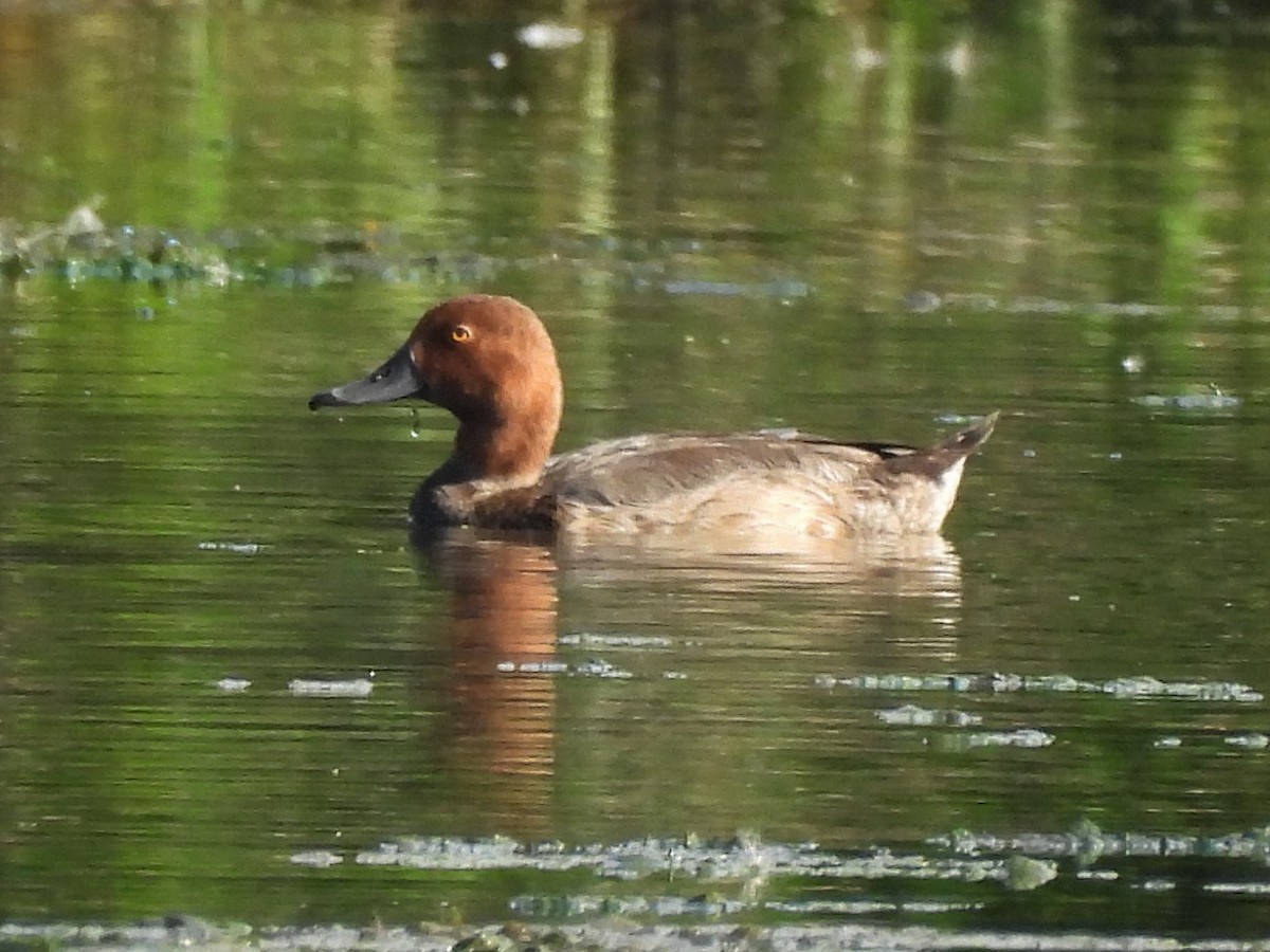 Redhead - ML600653251
