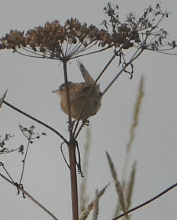 Sedge Wren - ML600653941