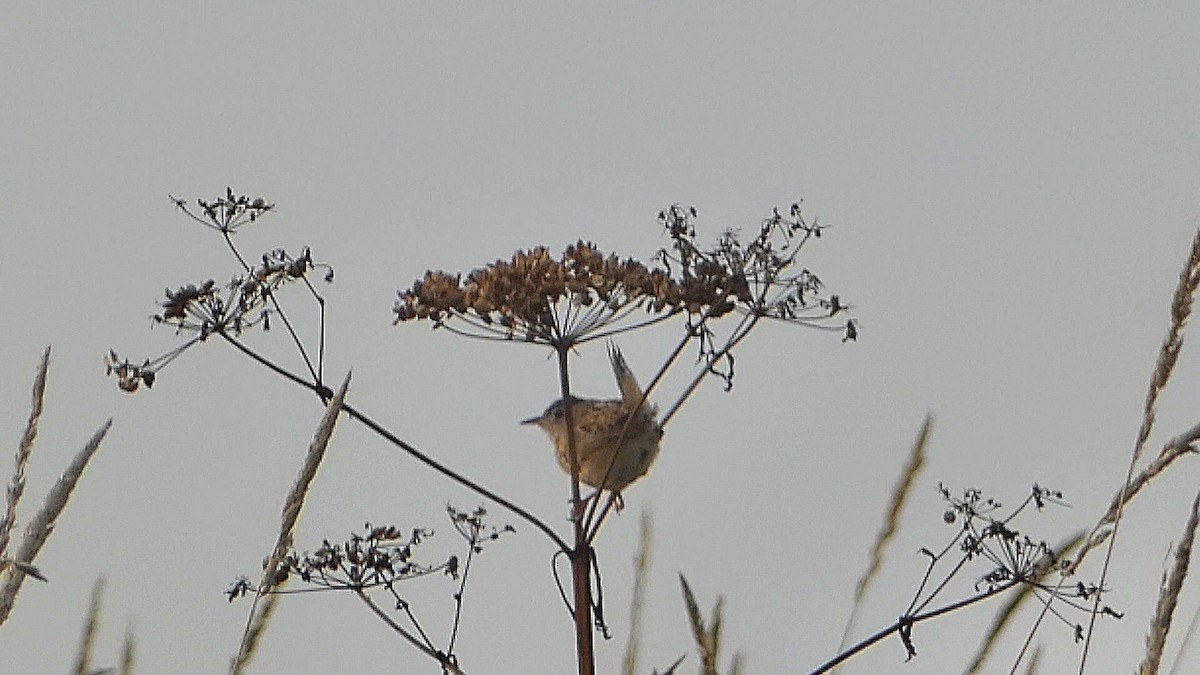 Sedge Wren - ML600653951