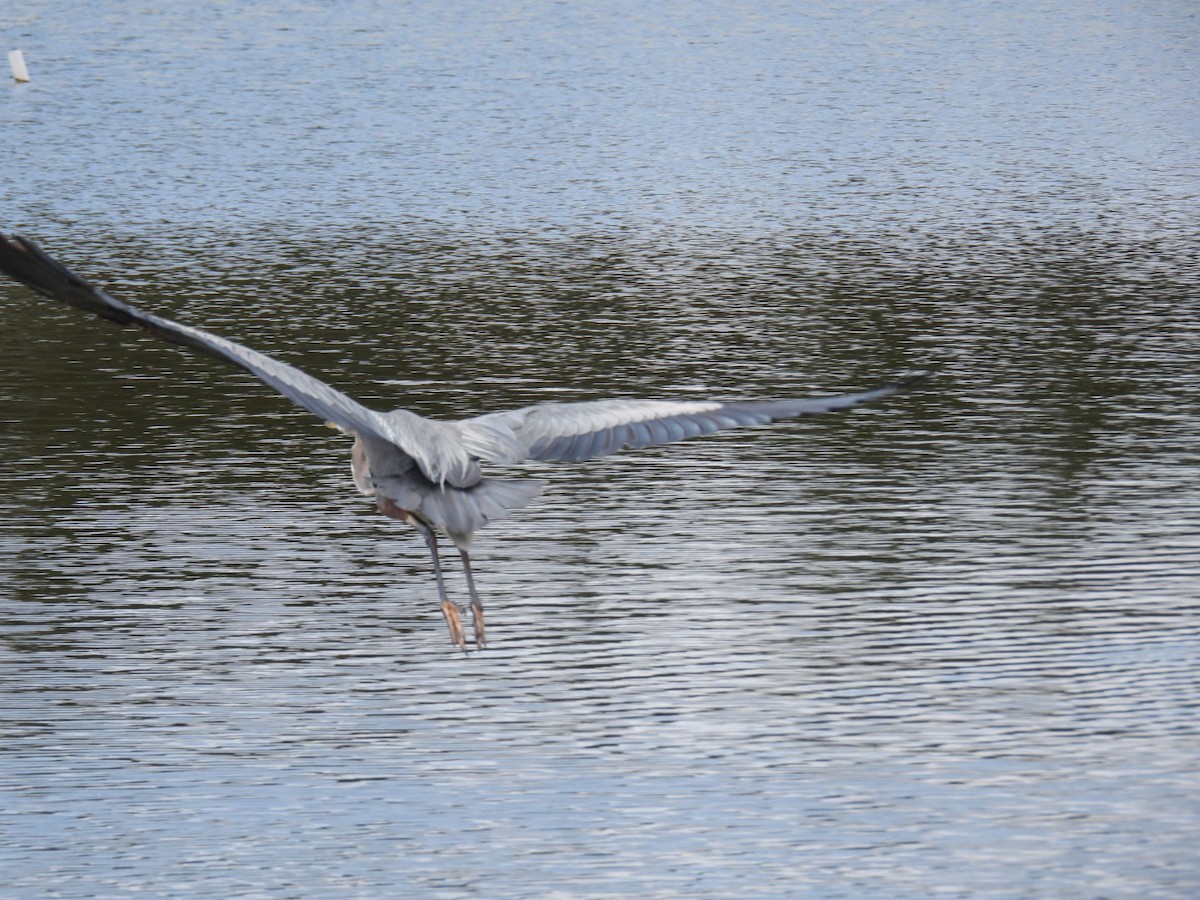 Great Blue Heron - ML600654421