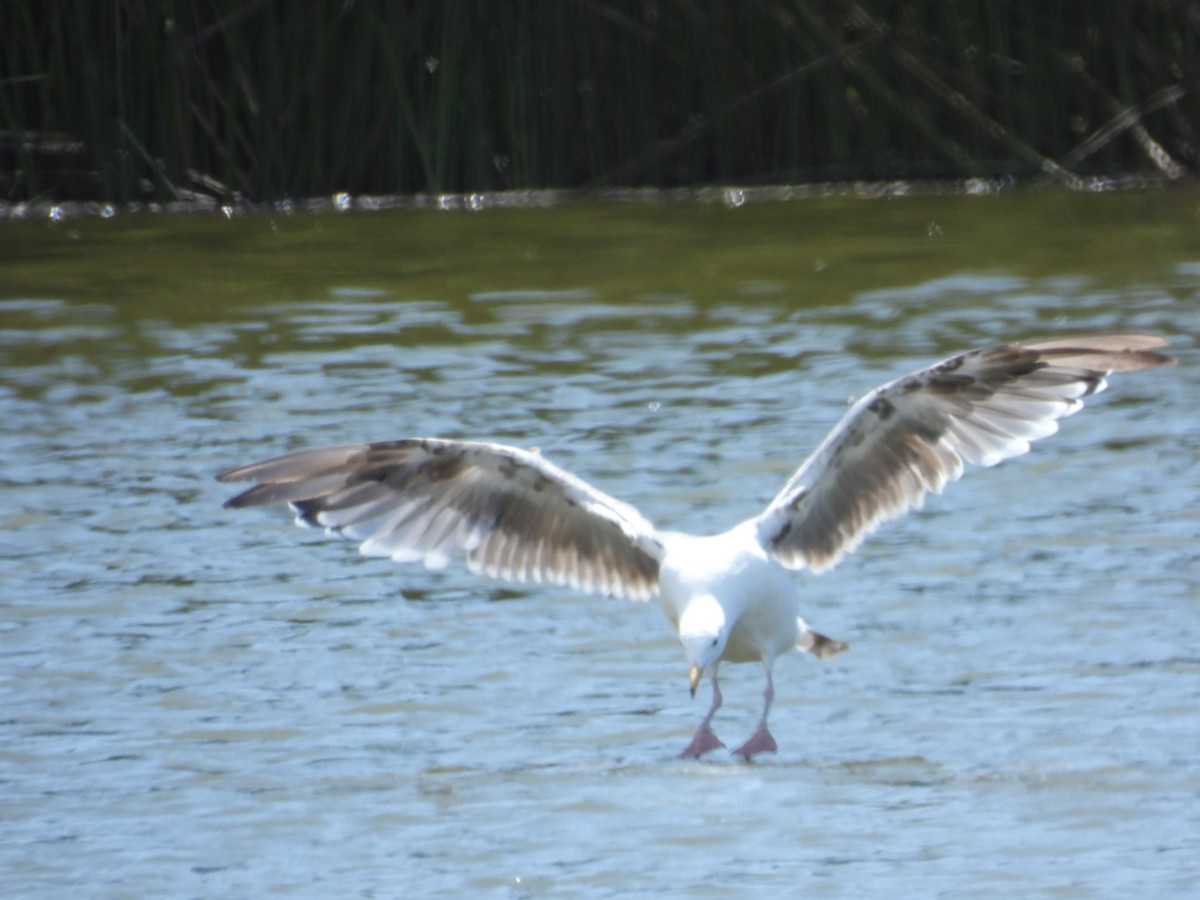 Western Gull - ML600655121