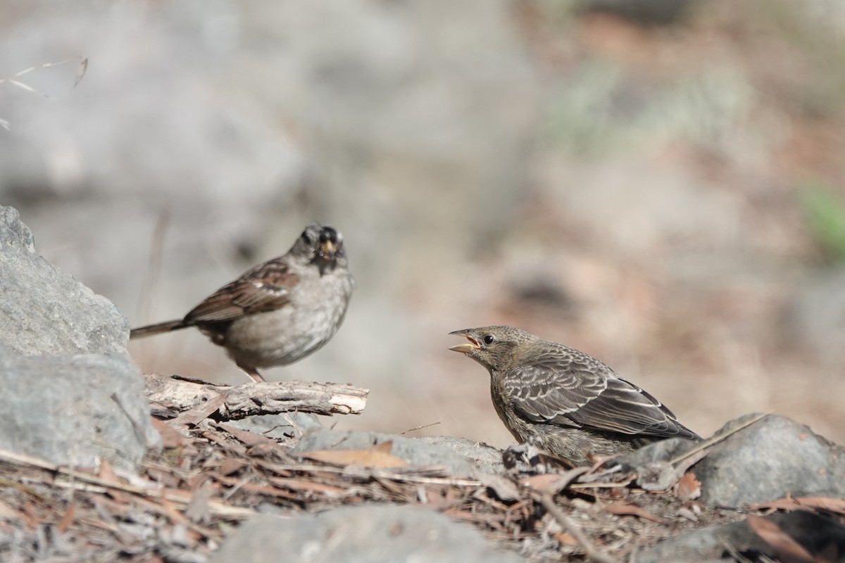 Brown-headed Cowbird - ML600655671