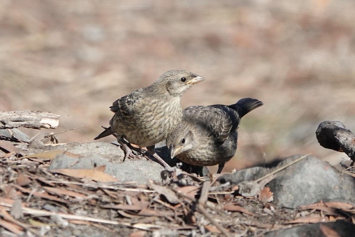 Brown-headed Cowbird - ML600655681