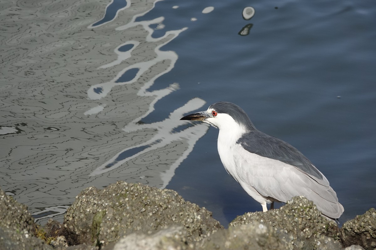 Black-crowned Night Heron - ML600655731