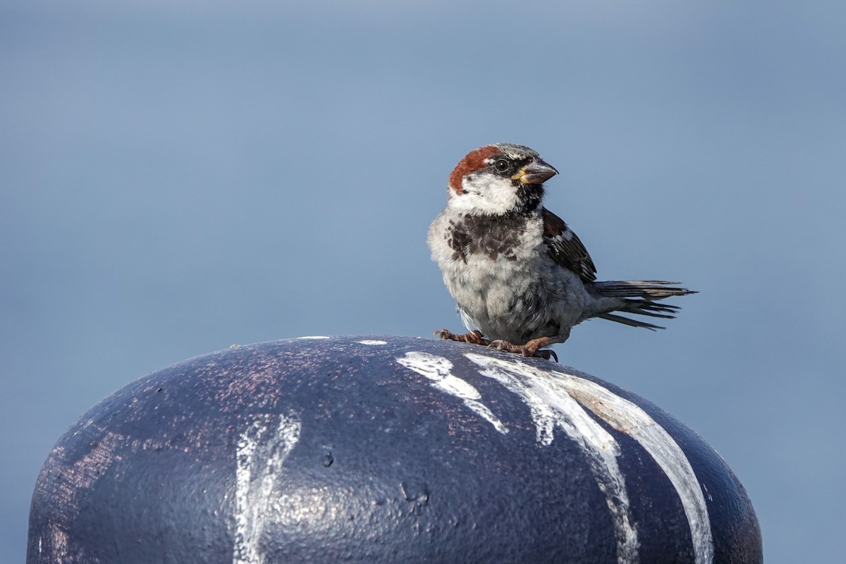 House Sparrow - ML600655801