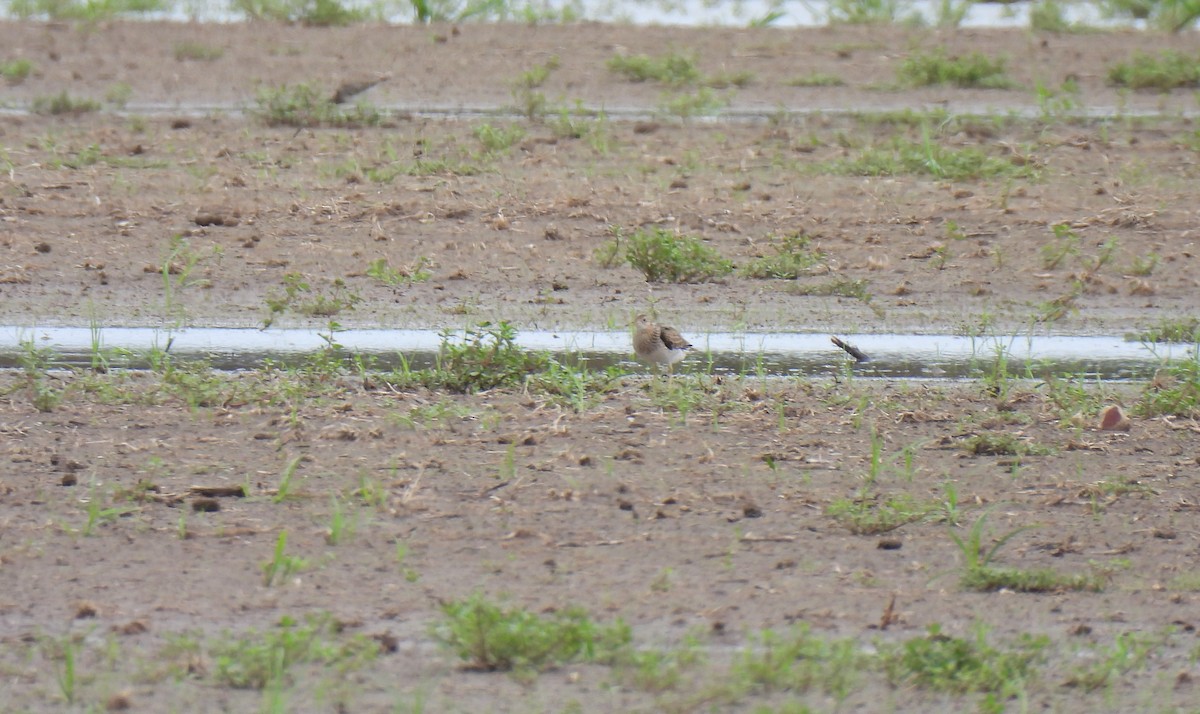 Upland Sandpiper - ML600656081