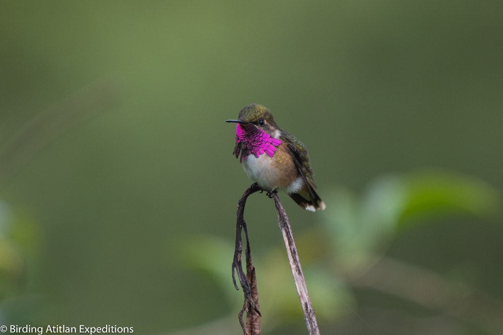 Wine-throated Hummingbird - ML600656091