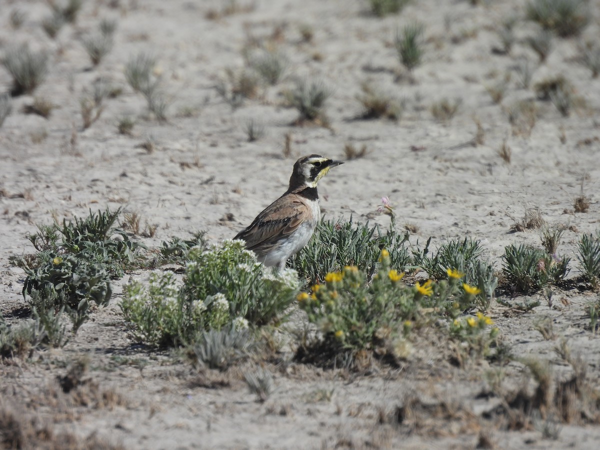 Horned Lark - Jesús Contreras