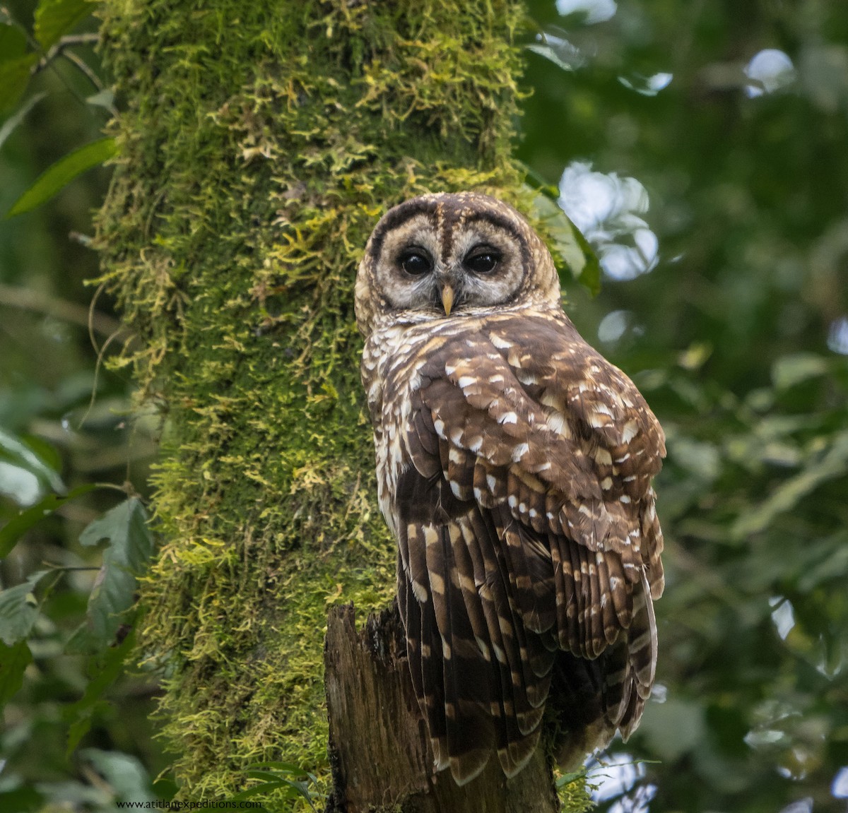 Fulvous Owl - ML600656451