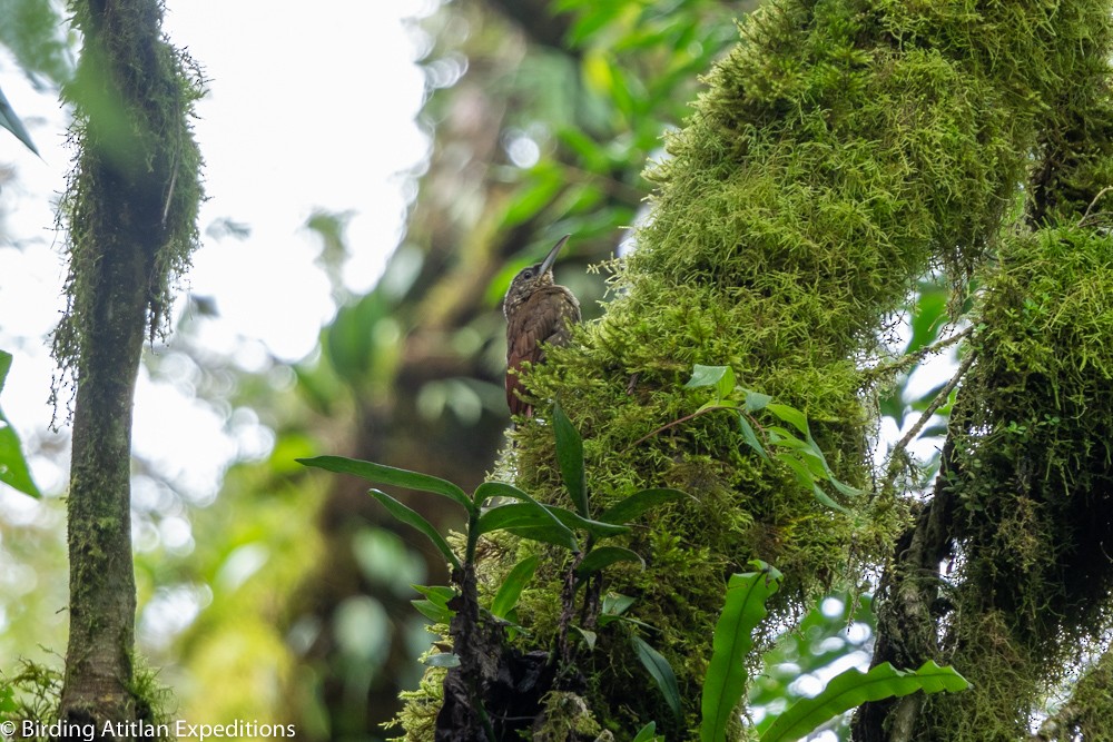 Spotted Woodcreeper - ML600656631