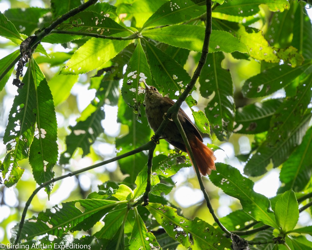 Scaly-throated Foliage-gleaner - ML600656691