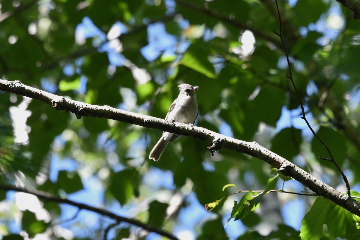 Mésange bicolore - ML600656781