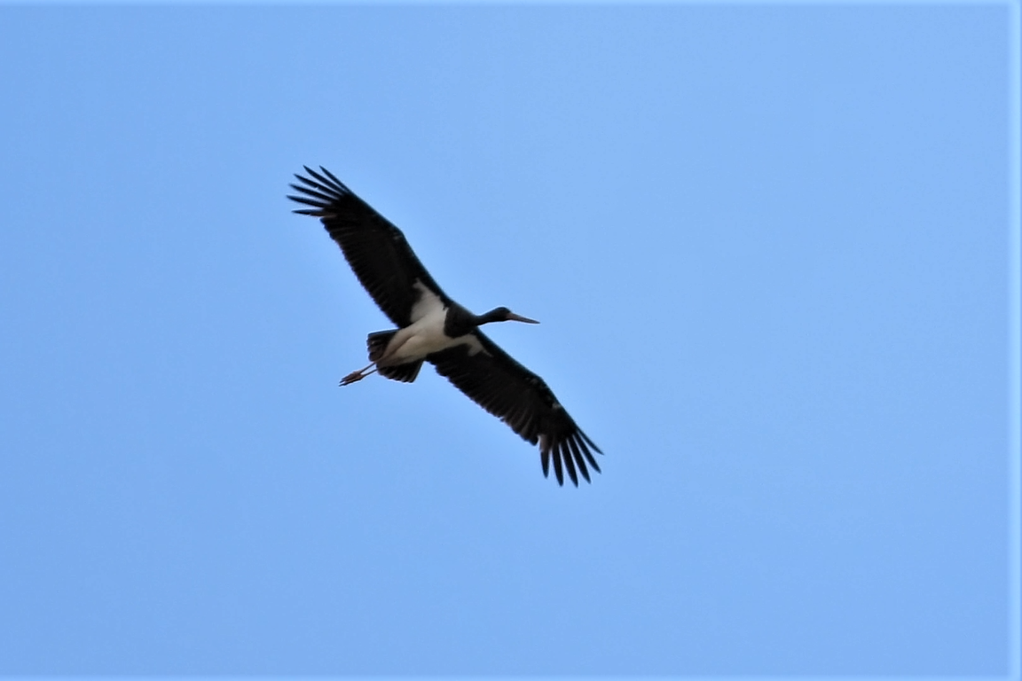 Black Stork - Abel Ojugas Diaz